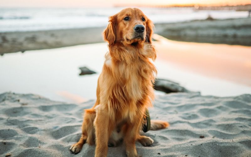 Golden Retriever Breeder